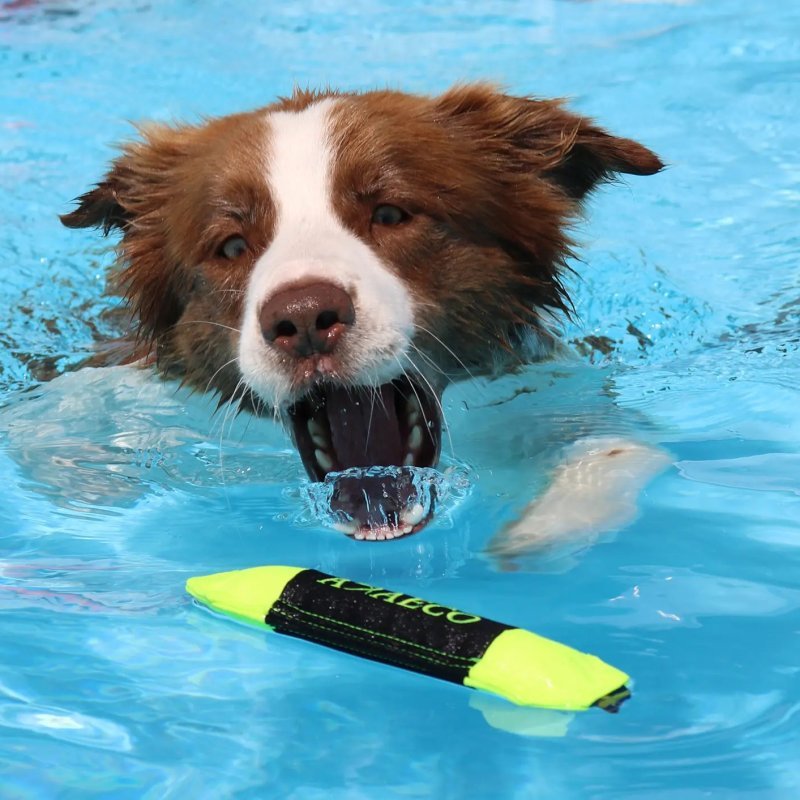 Axaeco Pippen Mini manicotto per addestramento acquatico per cani