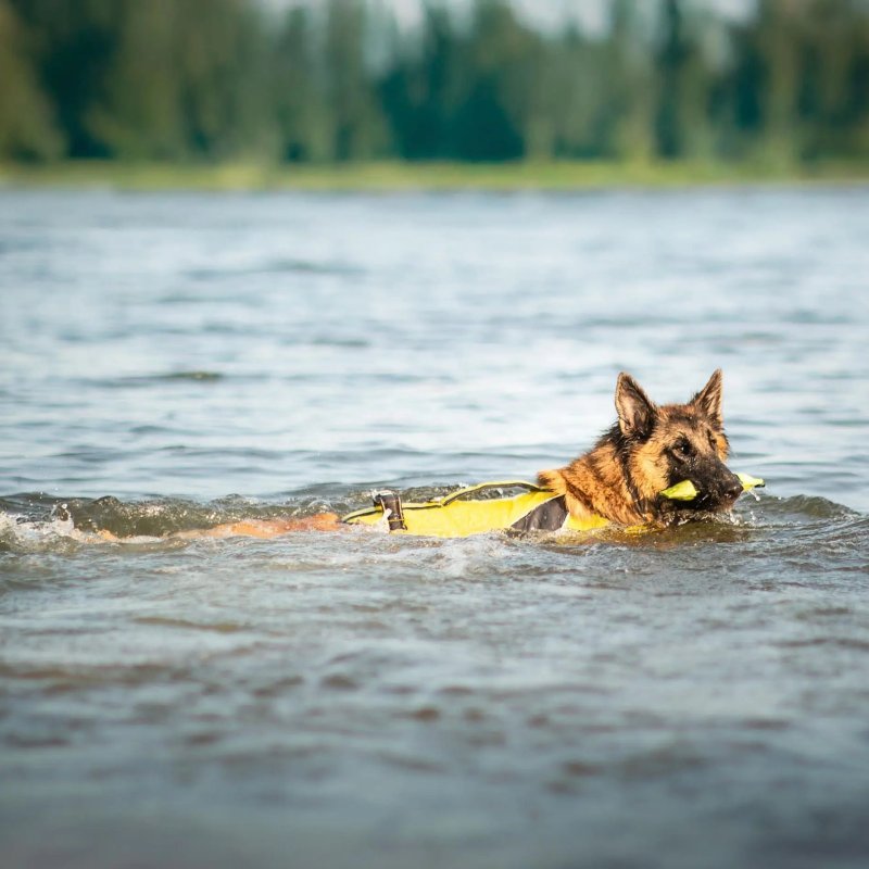 Axaeco Pippen Mini manicotto per addestramento acquatico per cani