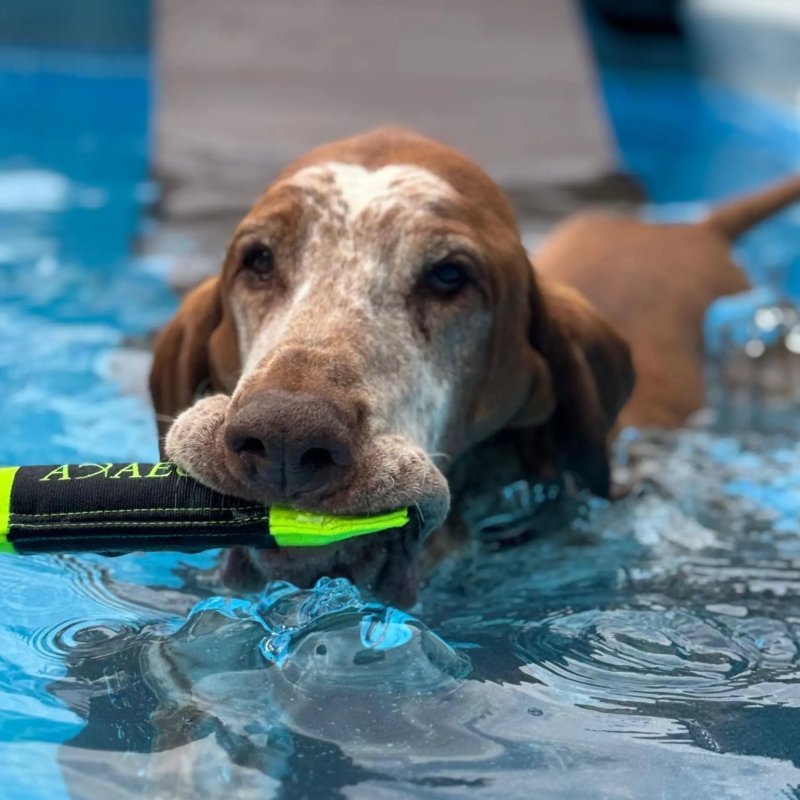 Axaeco Pippen Mini manicotto per addestramento acquatico per cani
