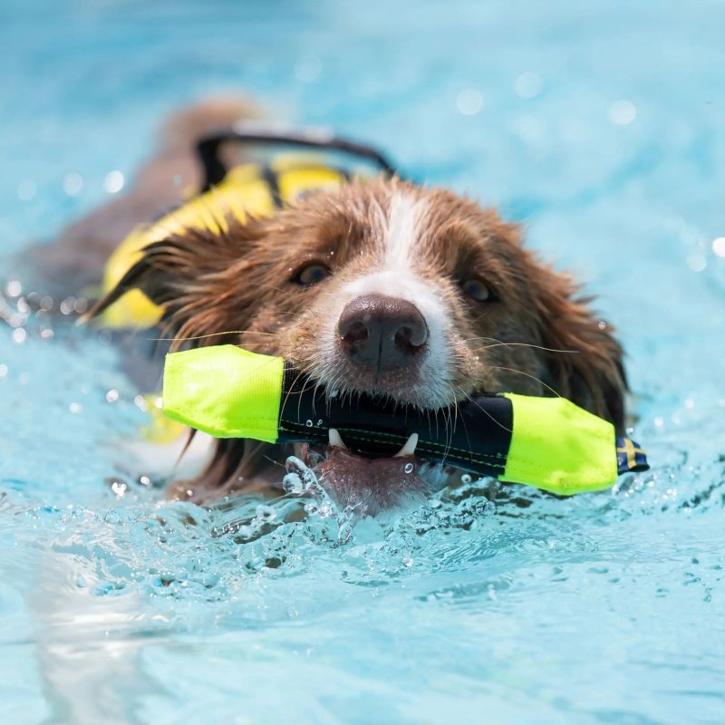 Axaeco Pippen Mini manicotto per addestramento acquatico per cani