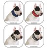 Aqua Coolkeeper Collare Refrigerante per cane - AquaZooMania Shop