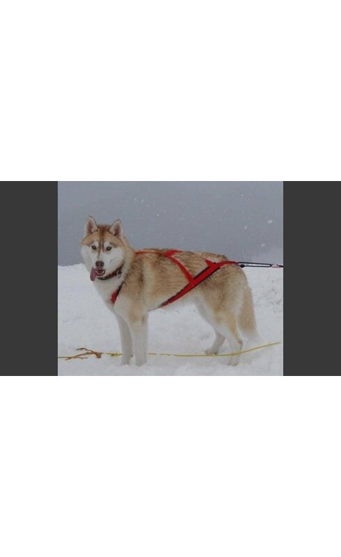 Neewa Sled Pro imbragatura sleddog per cane
