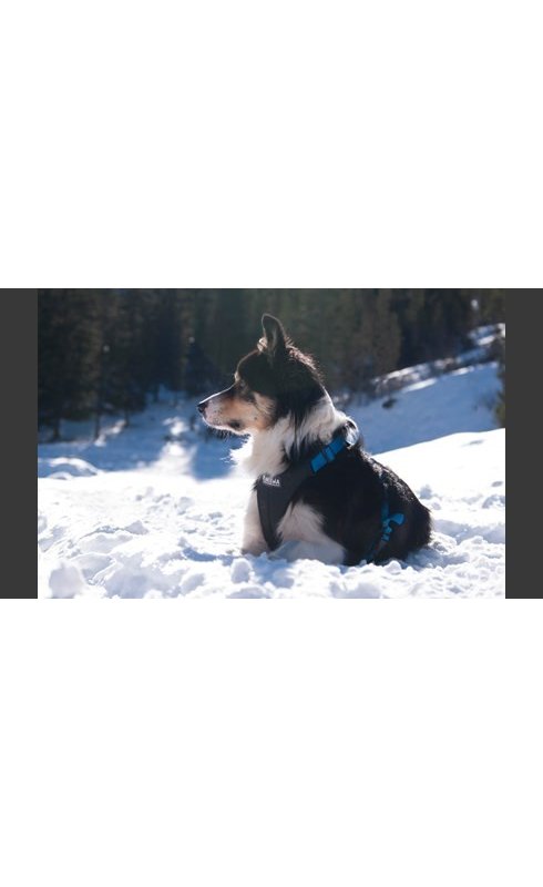 Neewa Pettorina Running - AquaZooMania Shop