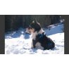 Neewa Pettorina Running - AquaZooMania Shop