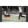 Neewa Cintura Dog Trekking