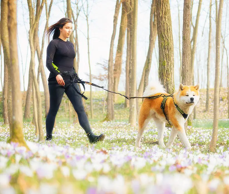 Attività all’aperto con il cane in primavera ed estate