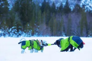 Axaeco Pippen per addestramento cane