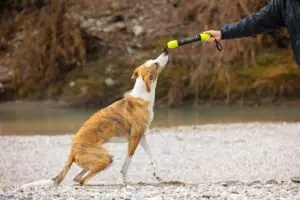 Axaeco Pippen gioco per cani