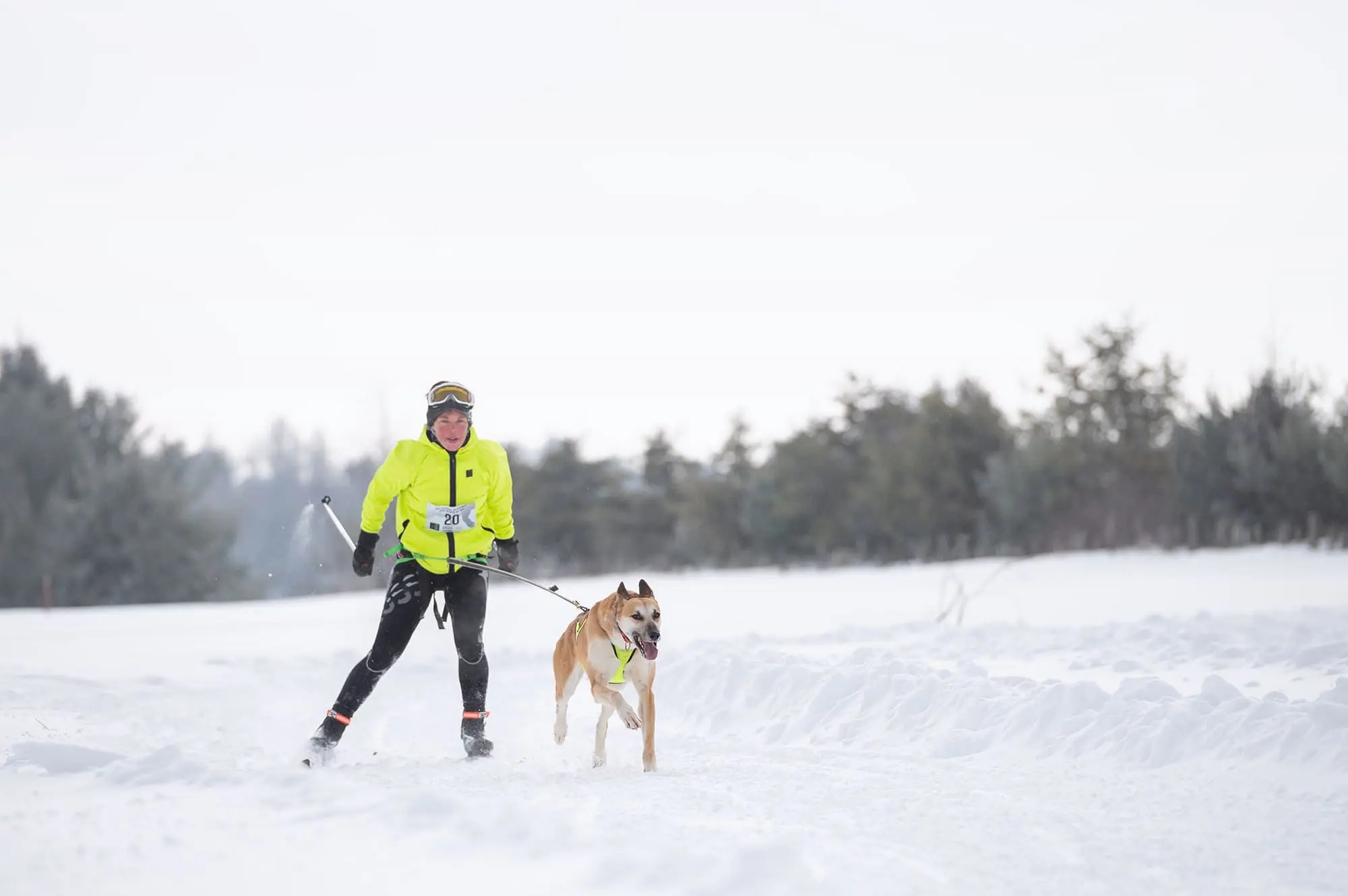 Skijoring con il cane