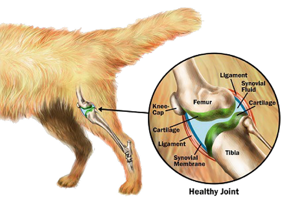 Osteoartrite nel Cane