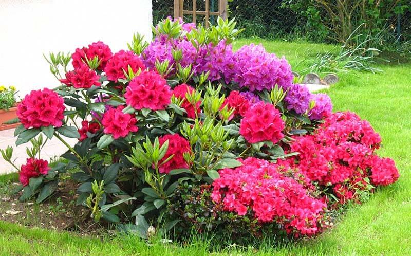 Azalea