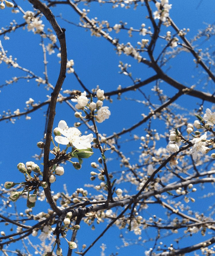 Primavera