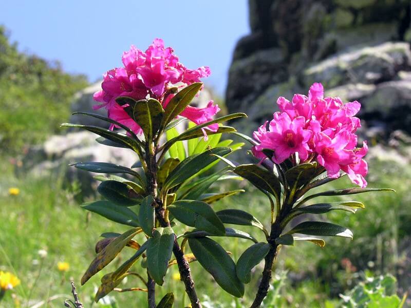 Rododendro