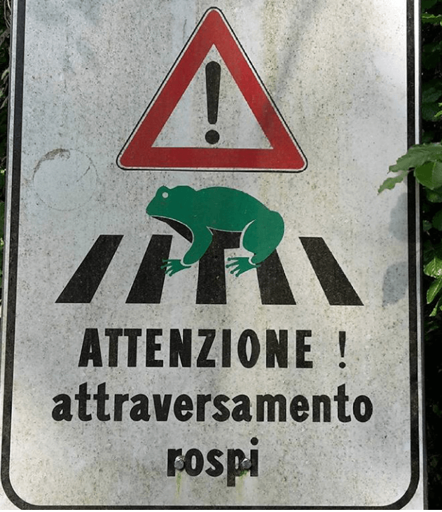 Rospi