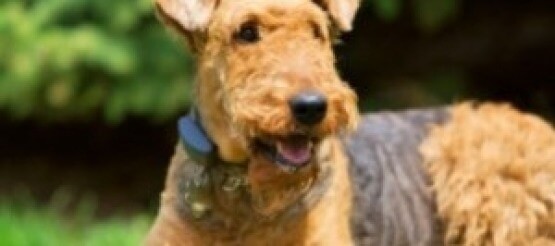 Cane Airedale Terrier