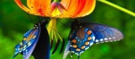 Le farfalle e la seta