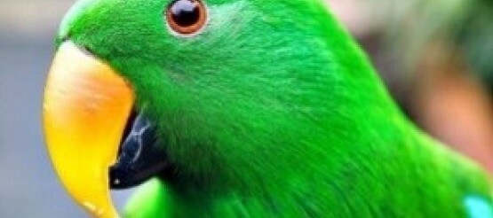 I pappagalli: tipologie e caratteristiche