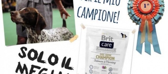 Come migliorare un campione - Brit Care Dog Show