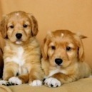 Cinque cose che il tuo cane deve imparare