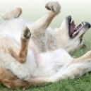 Il mondo degli antiparassitari per cani e gatti