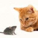 Comportamento del gatto: come imparare a comprenderlo