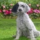 Setter inglese