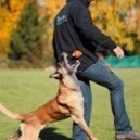 Top-Matic: novità vincente nell'addestramento cani