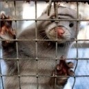 I business a discapito degli animali
