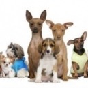 Scegliere un cane: considerazioni importanti da fare prima