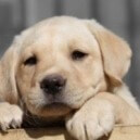 Adottare un cane: come fare una scelta responsabile