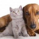 La storia del cane e del gatto
