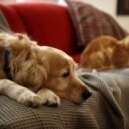 Cose da valutare prima di portare un cane in casa