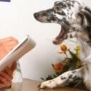 Come capire se un cane sta bene prima di comprarlo