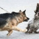 Come risolvere i comportamenti di sfida del cane