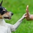 Come insegnare i comandi al cane