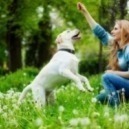 Come insegnare il richiamo al cane