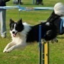 Che cos'è l'agility?