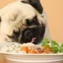 Dieta estiva per cani