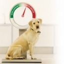 Cani in sovrappeso: cause e conseguenze di un regime alimentare scorretto
