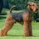 Airedale Terrier: salute e morfologia