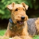Cane Airedale Terrier
