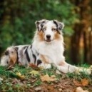 Cane Australian Shepherd