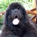 Cane Terranova
