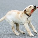 Come insegnare al cane a non tirare