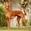 Cane Cirneco: un italiano doc