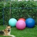 Treibball: palloni per cani