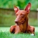 Cosa sapere sul cane cirneco