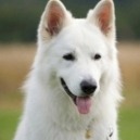 Il cane pastore svizzero bianco