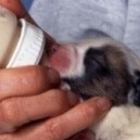 Come nutrire un cucciolo