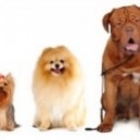 Il fantastico mondo dei cani